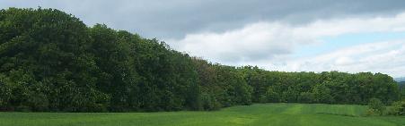 dubnik.jpg (10846 bytes)